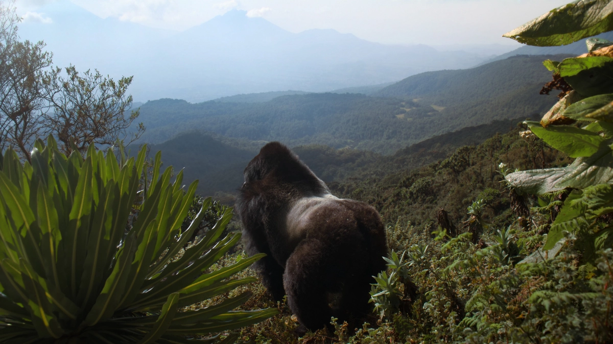 Hành Trình Của Khỉ Đột – Qua Giọng Kể David Attenborough (A Gorilla Story: Told by David Attenborough)